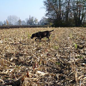 Drahthaar Hunting in France