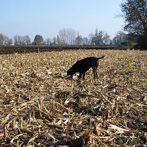 Drahthaar Hunting in France