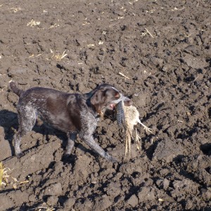 Drahthaar Hunting in France