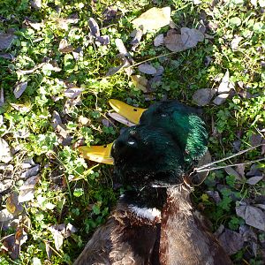 Mallard Duck Hunting in France