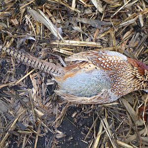 Pheasant Hunting in France