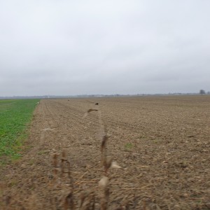 Wild Boar Hunting in France