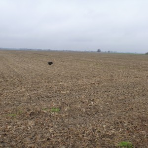 Wild Boar Hunting in France