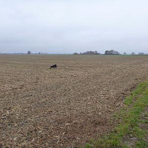 Wild Boar Hunting in France