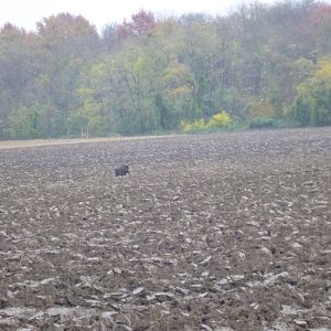 Wild Boar Hunting in France