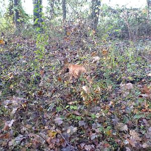 Vizsla Hunting in France