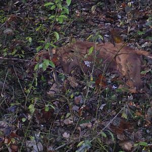 Vizsla Hunting in France