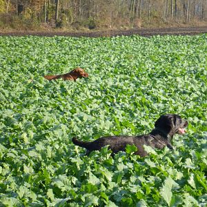 Vizslaand Drahthaar Hunting in France