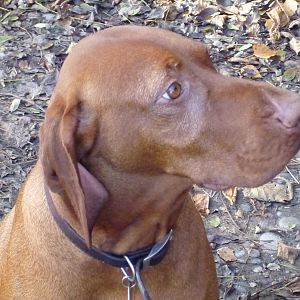 Vizsla Hunting in France