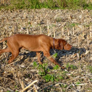 Vizsla Hunting in France