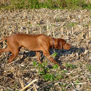 Vizsla Hunting in France