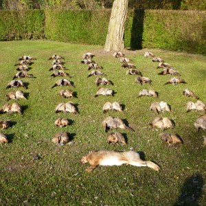 Partridge Hunting in France