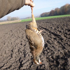 Partridge Hunting in France