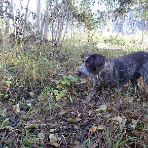 Drahthaar Hunting in France