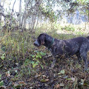 Drahthaar Hunting in France