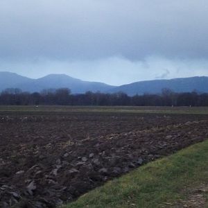 Roe Deer Hunting in France