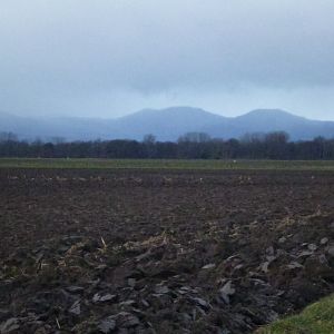 Roe Deer Hunting in France