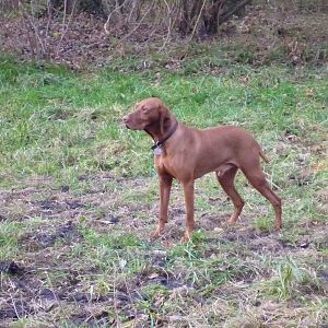 Vizsla Hunting in France