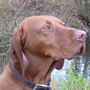 Vizsla Hunting in France