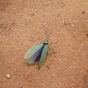 Grasshopper Namibia