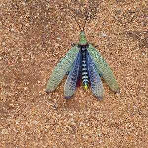 Grasshopper Namibia