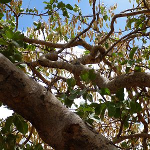 Tree Namibia