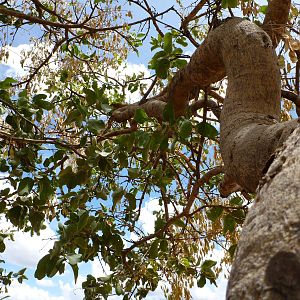 Tree Namibia