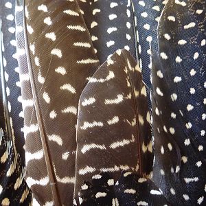 Guineafowls Feathers Namibia