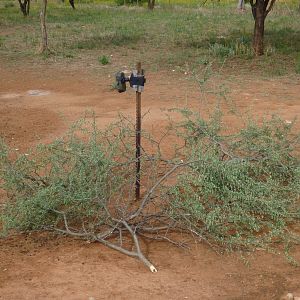 Trail Camera Namibia