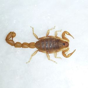 Scorpion Namibia