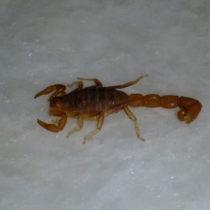 Scorpion Namibia