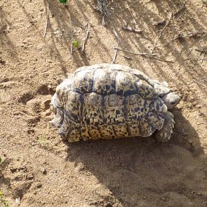 Tortoise Namibia