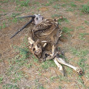 Gemsbok Carcass Namibia