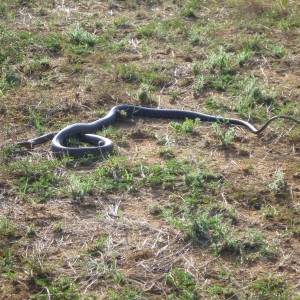 Black Mamba Namibia