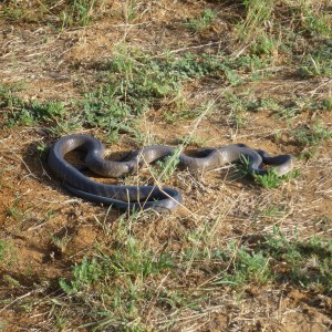 Black Mamba Namibia