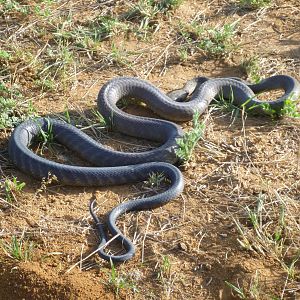 Black Mamba Namibia