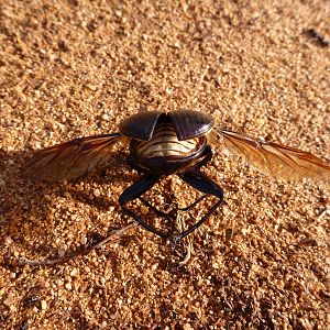 Beetle Namibia