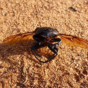 Beetle Namibia