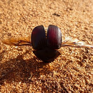 Beetle Namibia