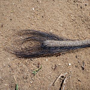 Warthog Tail Namibia