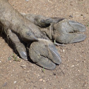 Warthog Namibia