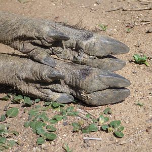 Warthog Namibia