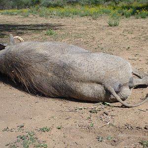 Cull Warthog Namibia