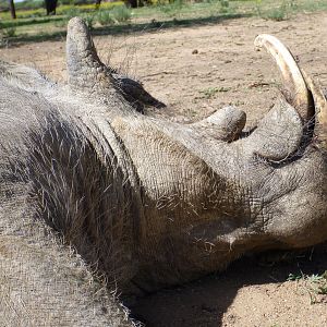 Cull Warthog Namibia