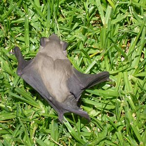 Bat Namibia