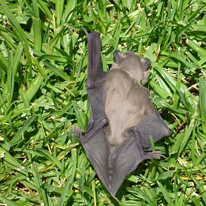 Bat Namibia