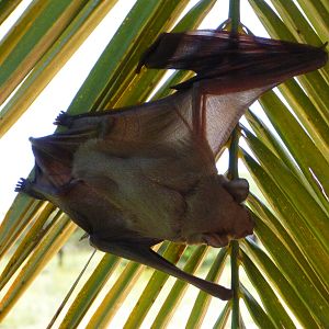 Bat Namibia