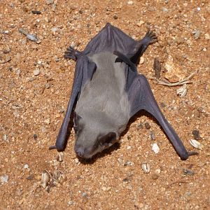 Bat Namibia