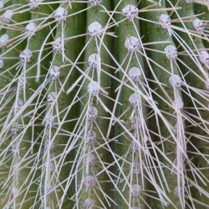 Cactus Namibia