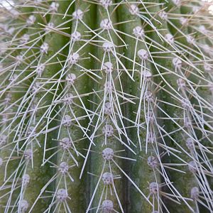 Cactus Namibia